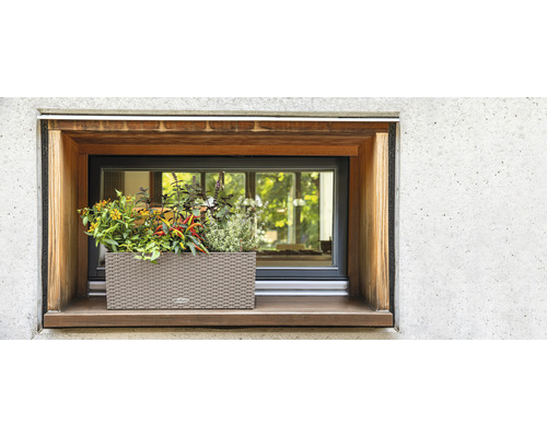 Fenster mit Kräutern und Blumen in einem Pflanzkasten