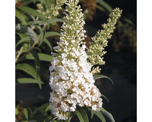 Sommerflieder, Schmetterlingsflieder FloraSelf Buddleja davidii H 60-80 cm Co 3 L weiß-0