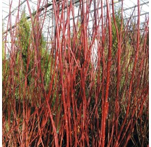 Rotholziger Hartriegel FloraSelf Cornus alba 'Sibirica' H 100-125 cm Co 15 L
