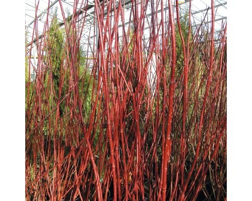 Roter Hartriegel im Nahbereich
