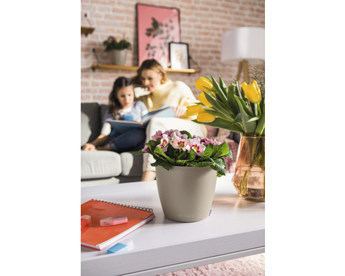 Wohnraum mit Primel im Blumentopf auf einem Tisch