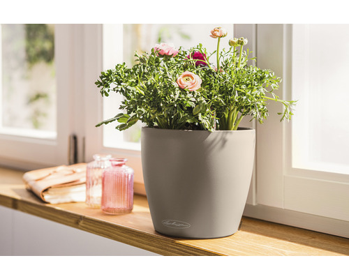 Ranunkel in einem Lechuza Blumentopf auf einer Fensterbank