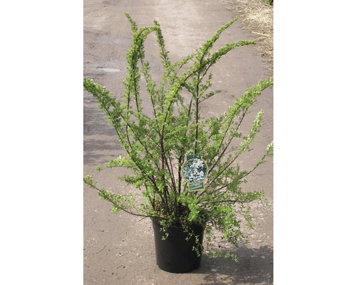 Japanische Strauchspiere FloraSelf Spiraea nipponica 'Snowmound' H 80-100 cm Co 10 L Zierstrauch im Topf