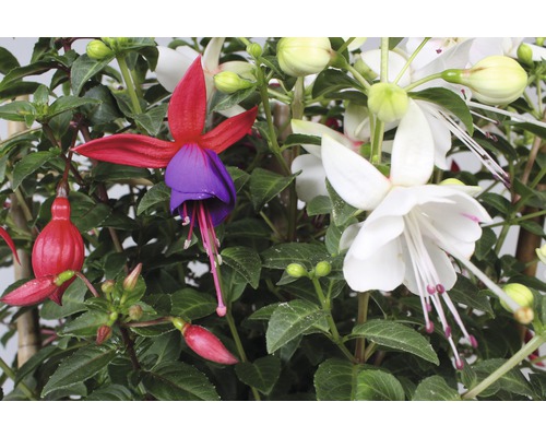Nahaufnahme einer blühenden Fuchsie mit roten, violetten und weißen Blüten
