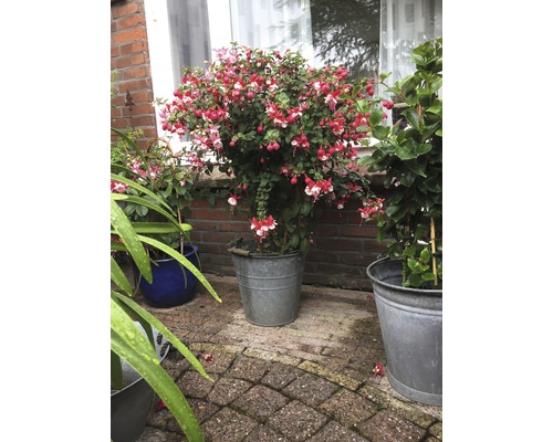 Fuchsienbusch in einem Metalltopf im Garten.