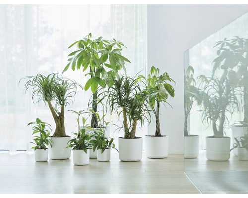 Verschiedene Zimmerpflanzen in weißen Töpfen vor einem hellen Hintergrund