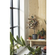 Innenaufnahme mit verschiedenen Zimmerpflanzen in Töpfen auf einer Holzbank in der Nähe eines Fensters.