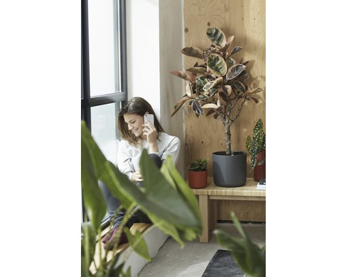 Frau telefoniert neben Zimmerpflanzen in Töpfen auf einer Fensterbank und einem Beistelltisch.