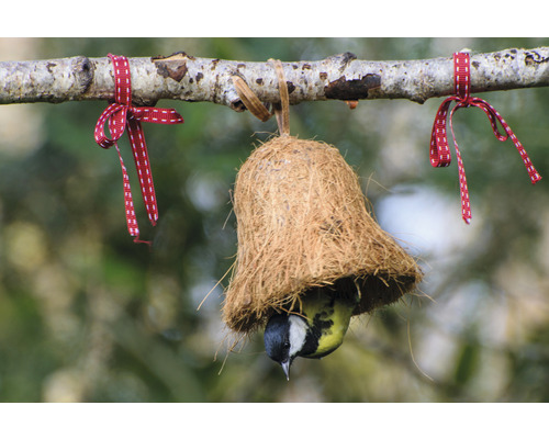 Vogel im Kokosnuss-Vogelhaus, das an einem Ast mit Schleifen hängt