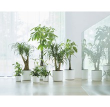 Verschiedene Zimmerpflanzen in weißen Töpfen auf einem hellen Boden.