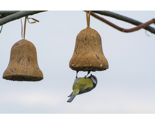 Zwei hängende Futterglocken aus Kokosfasern mit Blaumeise