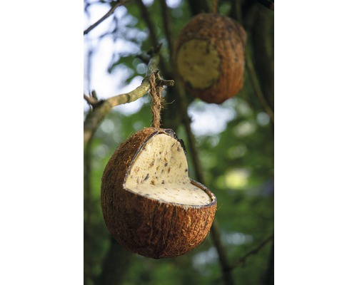 Kokosnuss-Vogelfutterhaus im Garten