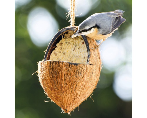 Vogelhaus aus Kokosnuss mit Futter und Vogel