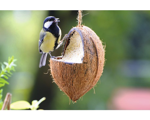 Blaumeise an Futterstelle aus Kokosnussschale