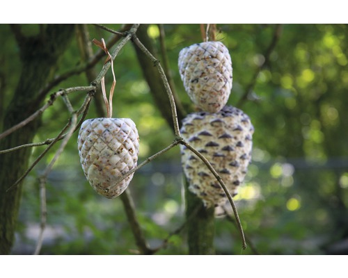Drei Zapfen-Vogelfutter hängen an einem Baum