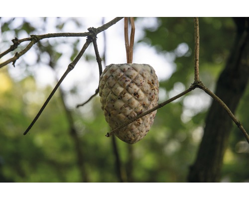 Vogelfutterzapfen hängt an einem Baum