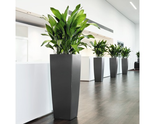 Reihe von hohen Pflanzgefäßen mit grünen Pflanzen in einem Raum