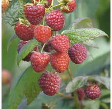 Bio Herbst-Himbeere 'Aroma Queen' FloraSelf Bio Co 2 L bildet wenige Ausläufer, sehr ertragreich