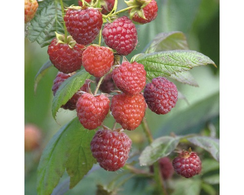 Bio Herbst-Himbeere 'Aroma Queen' FloraSelf Bio Co 2 L bildet wenige Ausläufer, sehr ertragreich