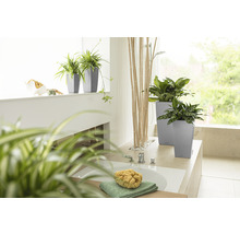 Badezimmer mit Pflanzen in grauen Pflanzgefäßen