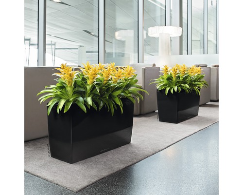 Zwei Pflanzgefäße mit gelben Bromelien in einem hellen Raum.