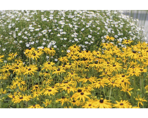 Niedriger Sonnenhut FloraSelf Rudbeckia fulgida 'American Gold Rush' H 10-45 cm Co 0,5 L