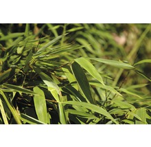 Nahaufnahme von Bambusblättern