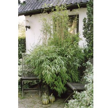 Bambuspflanze im Topf neben zwei Holzstühlen und drei Kürbissen im Garten