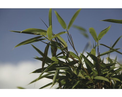 Bambusblätter vor blauem Himmel