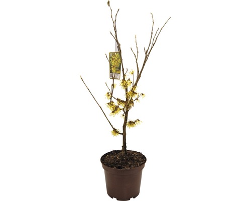 Zaubernuss FloraSelf Hamamelis intermedia 'Arnold Promise' H 40-60 cm Co 5 L-0