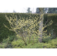 Blühender Strauch im Garten