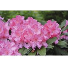 Nahaufnahme einer rosa Rhododendronblüte