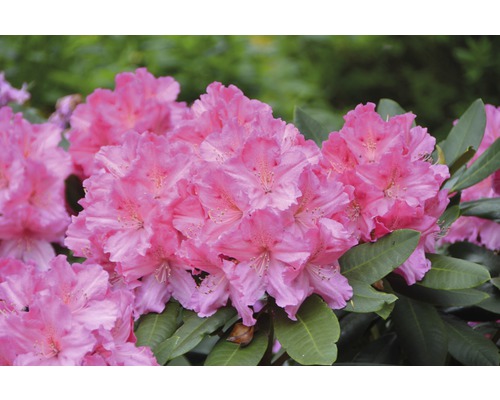 Nahaufnahme einer rosa Rhododendronblüte