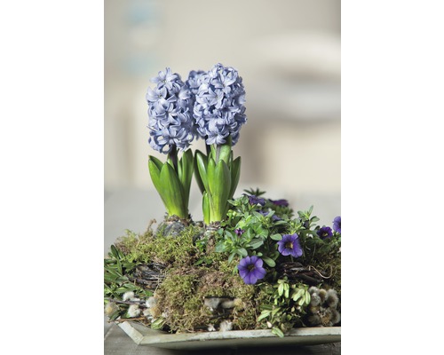 Blumenarrangement mit Hyazinthen und Moos im Topf