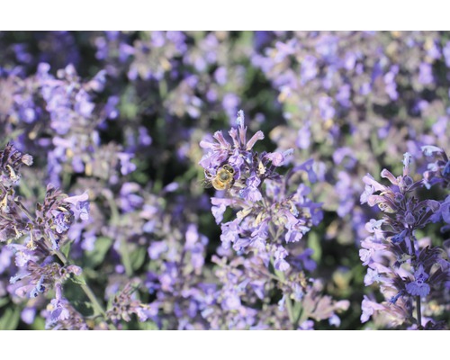 Zwerg Katzenminze FloraSelf Nepeta faassenii 'Purrsian Blue' H 5-30 cm Co 0,5 L Nahaufnahme einer Honigbiene auf lila Katzenminze Blüten
