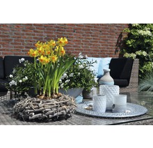 Gelbe Narzissen in einem Weidenkorb mit weißen Blumen und Gartenmöbeln