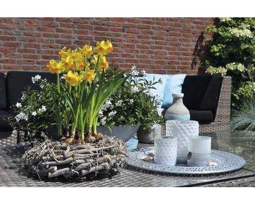 Gelbe Narzissen in einem Weidenkorb mit weißen Blumen und Gartenmöbeln