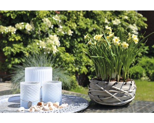 Drei Windlichter und ein Topf mit Narzissen auf einem Tisch im Garten.