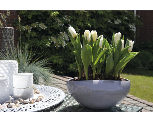 Weiße Tulpen in einem grauen Topf auf einem Tisch im Garten.