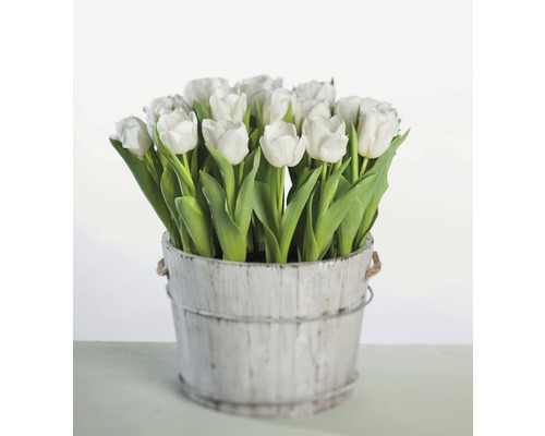 Tulpe FloraSelf Tulipa x Hybride 'Calgary' Ø 9 cm Topf