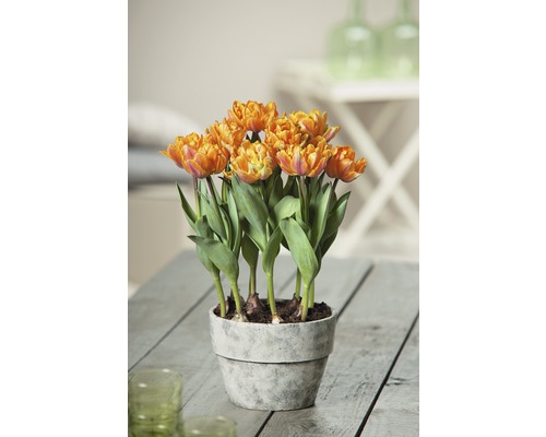 Tulpe FloraSelf Tulipa x Hybride 'Orange Princess' Ø 9 cm Topf