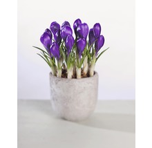 Krokusse in einem Topf