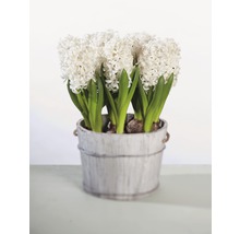 Weiße Hyazinthen in einem dekorativen Topf