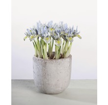 Irispflanzen in einem Topf