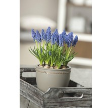 Blaue Traubenhyazinthe in einem Topf auf einem Tablett.