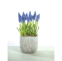 Blaue Traubenhyazinthen im Topf