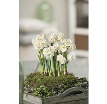 Narzissenarrangement auf einem Holztablett mit Moos und Grünpflanzen