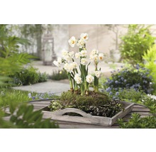 Narzissen in einer Holzschale auf einem Gartentisch