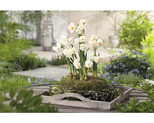 Narzissen in einer Holzschale auf einem Gartentisch