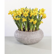 Narzisse, Osterglocke FloraSelf Narcissus pseudonarcissus 'Tete a Tete' Ø 12 cm Topf-thumb-2